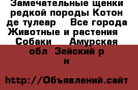 Замечательные щенки редкой породы Котон де тулеар  - Все города Животные и растения » Собаки   . Амурская обл.,Зейский р-н